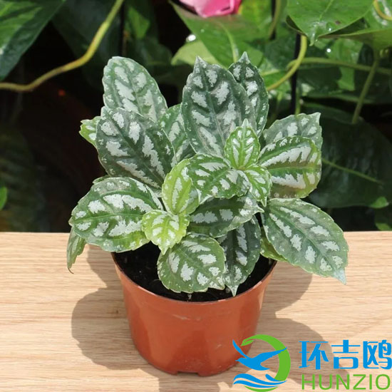 大自然的十大油烟净化器3.webp.jpg