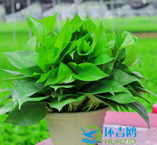 大自然的十大油烟净化器4.webp.jpg