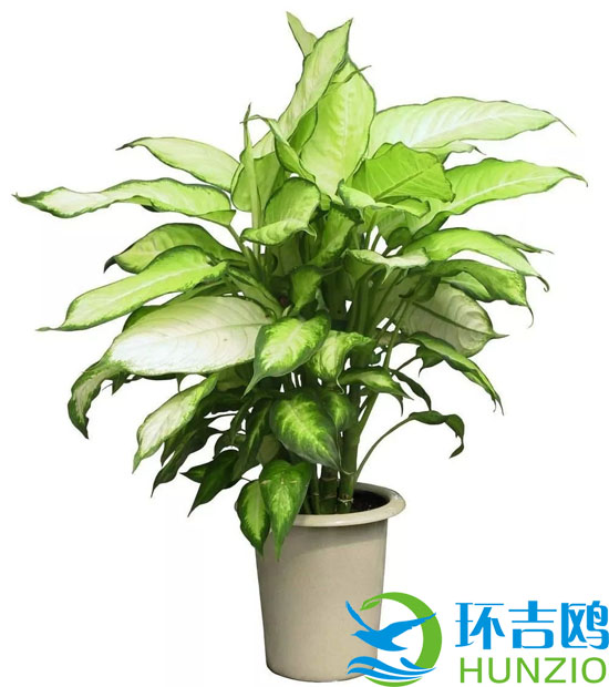 大自然的十大油烟净化器6.webp.jpg